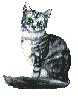 kitten