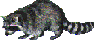 raccoon