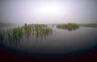 Early morning fog