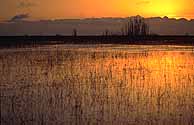 grass in the shallows