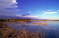 Shallow Marsh