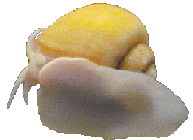 Pomacea bridgesi