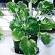 plant sample