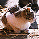 2 kittens