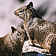 2 Squirrels