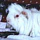 Shau-Mau-Mau and Freddy