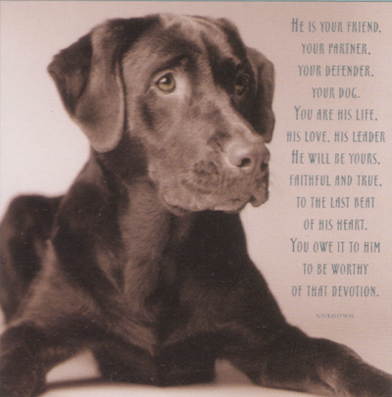 labrador