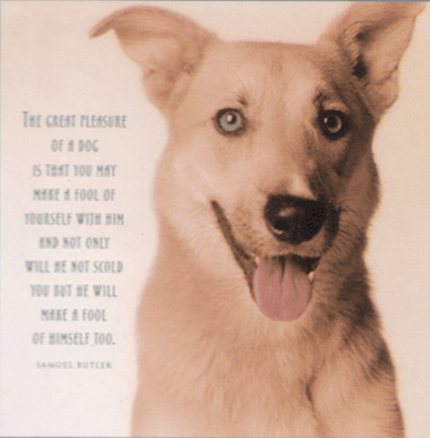 sweet dog