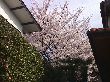 404sakura2