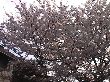404sakura3