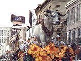 A Bull, in the Rex Parade
