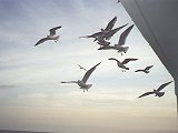 A flock of hungry Seagulls