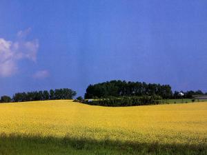 A farm near Red Deer
