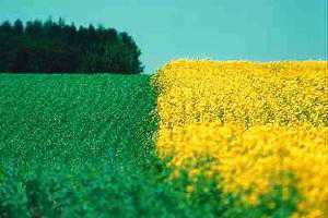Wheat and Canola fields