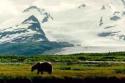 Grizzly Bear in an alpine meadow