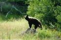 Dancing Bear